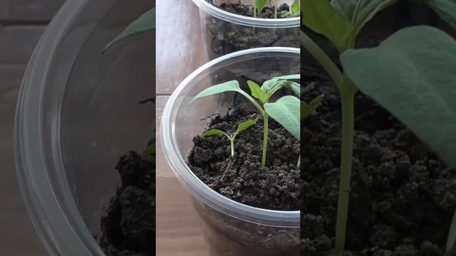 Прореживание, рыхление и защита рассады перцев от солнышка