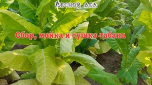 Собираю урожай табака 2022. Ломка, мойка, сушка табака.