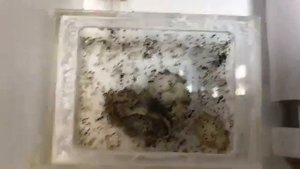 Муравьи Carebara Diversa заселение