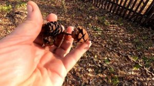 Набрал шишек лиственницы и сосны