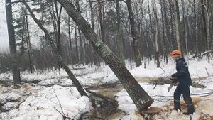 Валка дерева не повторять