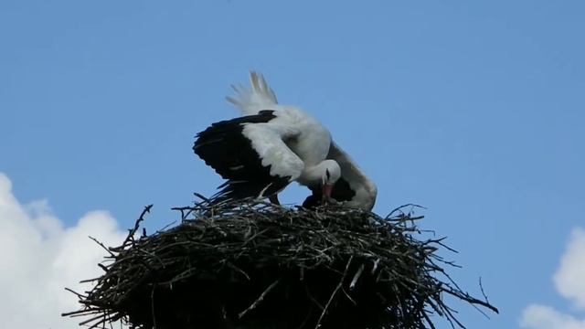 Аисты
