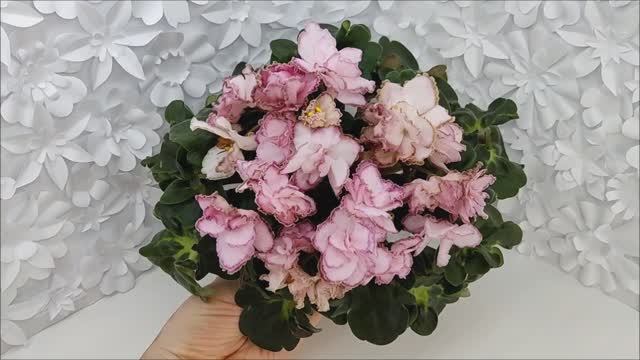 Фиалка АВ-Капучино