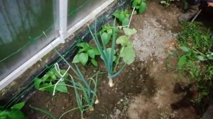 Лучший стимулятор роста и отпугиватель медведки о котором молчат.
