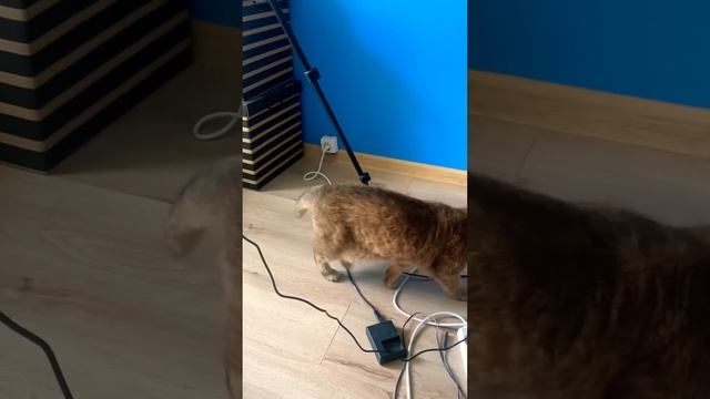 Бокс любят все, даже Коты!