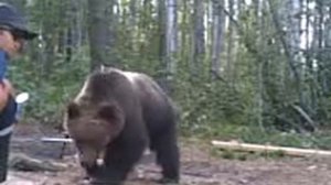 Дикий медведь