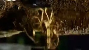 Scorpion VS Spider (Скорпион против паука)