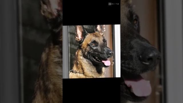 Бильгийская овчарка /малинуа/служебная собака/🔥💪🏻😎 смотреть онлайн