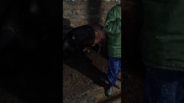 ТГК - DanilaFermer #farmlive #farming #shorts # рек #свиньи