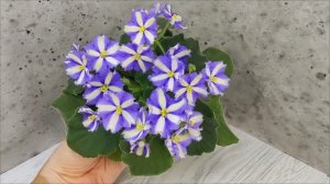 Фиалка химера Yukako
