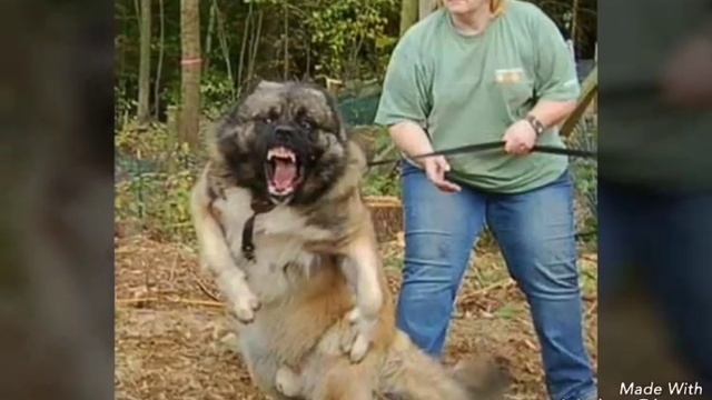 Топ 10 самый опасных собак в мире смотреть онлайн