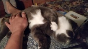 Массаж кошачьих лапок.