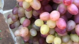 Виноградник Юлиных