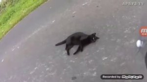 Бедные кошки и котята в разных бедах