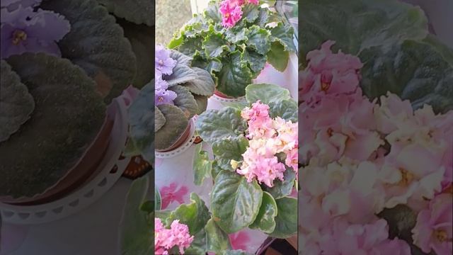 Наши цветущие Сортовые Фиалочки (Сенполии) 05.08.2024! Для заказа пишите WhatsApp 89101614167