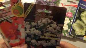Любимые цветы,какие сеять в январе ?