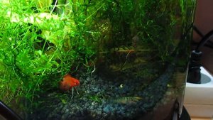 Бадис красный "Скарлет" (Dario dario) нерест