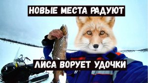 Рыбалка в два дня.Первый выезд.Разведка. Встреча с лисой.