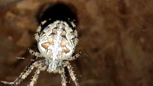 Самка паука крестовика. сем. кругопряды. смотреть онлайн