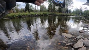 Классический Хариус