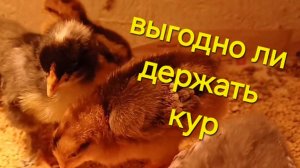 выгодно ли держать кур