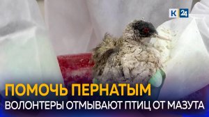 На Кубани волонтеры и ветеринары помогают пострадавшим от мазута птицам