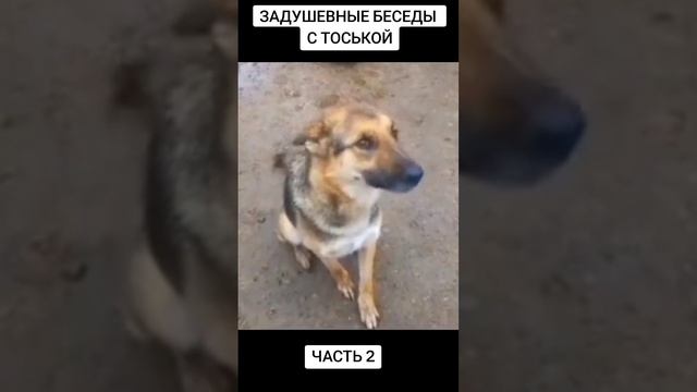 НУ И КТО СКАЗАЛ, ЧТО СОБАКИ НЕ РАЗГОВАРИВАЮТ?! смотреть онлайн