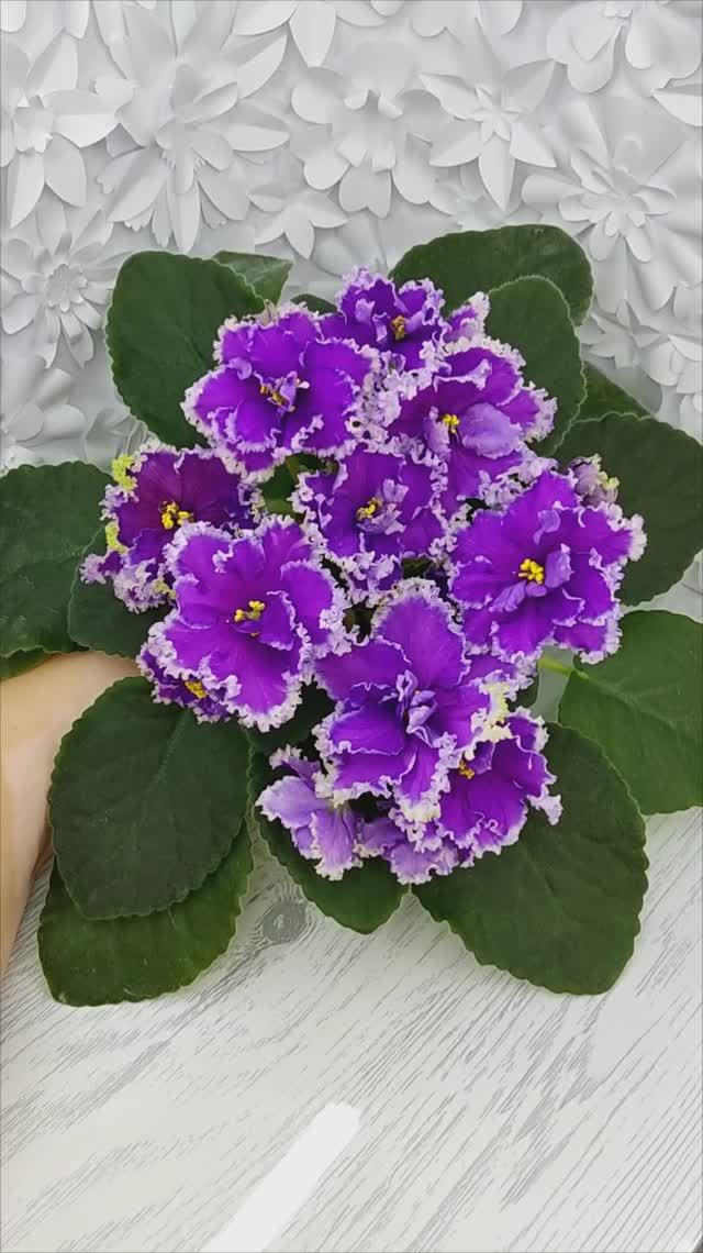 VID_20241011_180759
