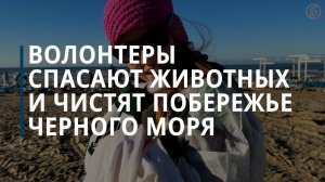 Волонтеры спасают животных и чистят побережье Черного моря от мазута