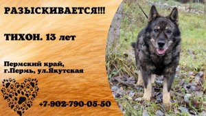 Пропала собака! ТИХОН. 13 лет. Пермский край, г.Пермь