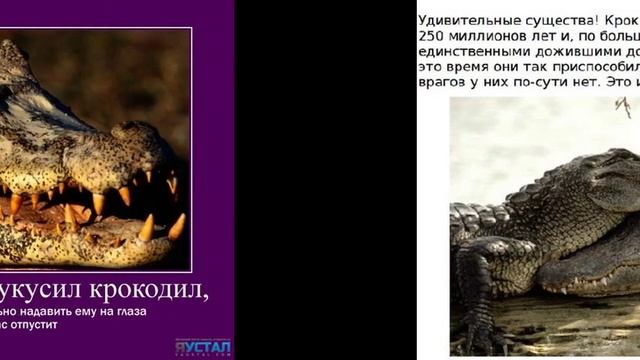 Факты о крокодилах