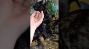 Котята 4 месяца. 4 пёстрой девочки и 1чёрненький мальчик.
