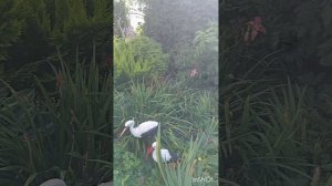 Лето. Колоцкий монастырь