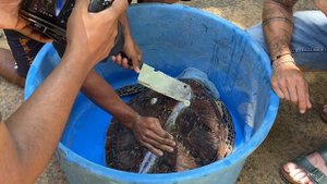 Rescue Sea Turtle, Removing Barnacles From Poor Sea Turtle ❤️🙏🐢 | CEYLON TURTLE TALES
