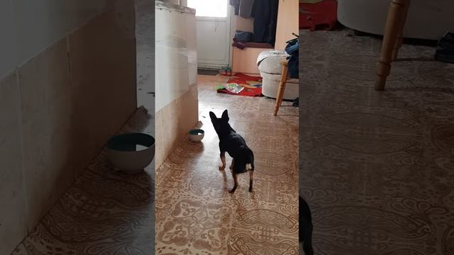 Собака боится пить с тарелки смотреть онлайн