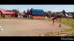 Козёл прыгает препятствия.