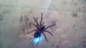 Паук Lasiodora Parahybana, самец. Исследование нового дома.