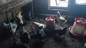 В гостях у курочек 🐔 Кормлю внутри, а воду ставлю снаружи☝Почему? 🤔 Крошка Лапа не даст соврать🤠