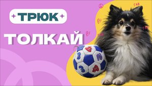 Простой трюк для всех: ТОЛКАЙ НОСОМ, собака учится толкать предметы