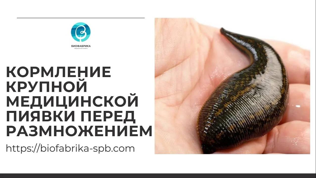 Кормление крупной медицинской пиявки Биофабрика СПб