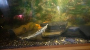 Стерлядь в аквариуме.
