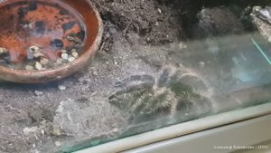 Коллекция насекомых в Московском зоопарке