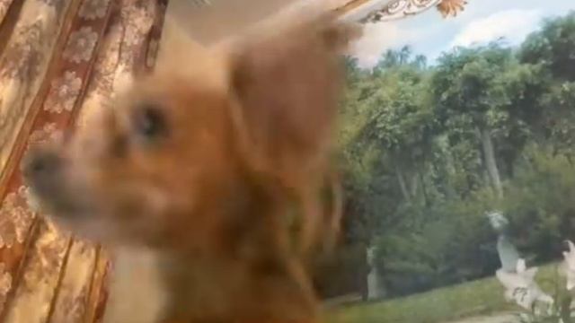 Что делали собаки пока Гали не было дома 🐶🐕 смотреть онлайн