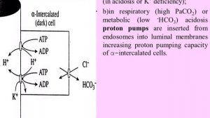 9 Regulation of Bicarbonate sum