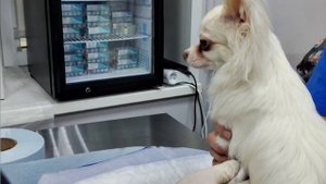 Стерилизация и чистка зубов под одним наркозом