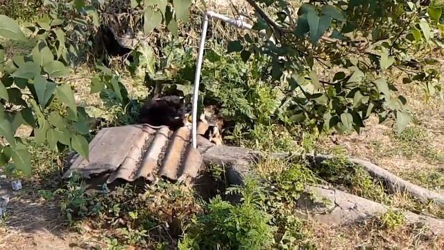 Мой живой мир. смотреть онлайн