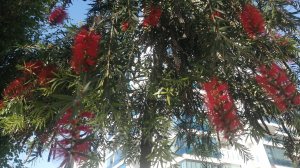 20 декабря БЕРЕГ МАХМУТЛАРА. ТУРЦИЯ 2024.