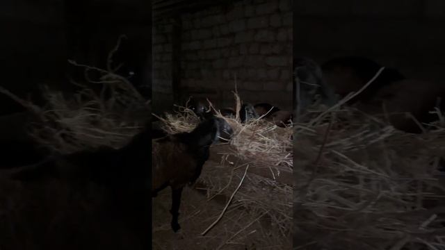 #овцы #гиссары #animals #деревенскаяжизнь #хозяйство #аидафермер