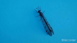 Уникальная равнокрылая стрекоза /  Unique straihgtwings dragonfly