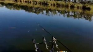 амуры на кукане